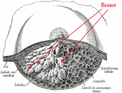 Breast Anatomy –