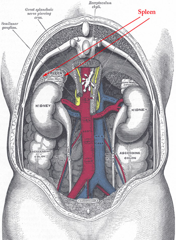 spleen diagram